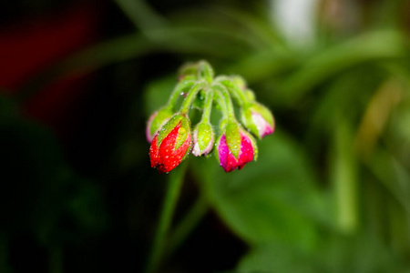 夏天 植物 花园 灌木 花的 生长 花瓣 春天 植物区系