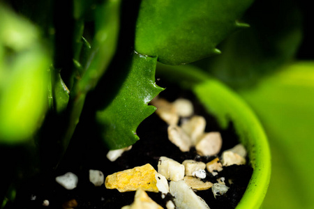 岩石 纹理 生长 植物 花园 植物区系 特写镜头 成长 自然