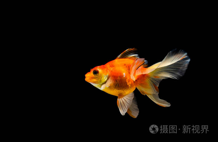 鱼缸 动物 运动 水下 金鱼 自然 透明的 美丽的 生活