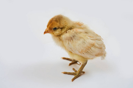 软的 鸡蛋 新的 小鸡 羽毛 自然 孵化 甜的 可爱的 家禽
