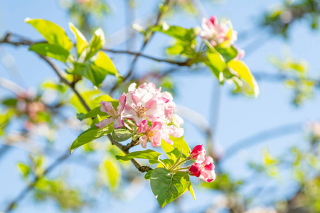 植物学 粉红色 生长 苹果 花的 细枝 盛开 开花 花瓣