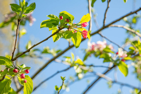 自然 四月 分支 美女 花园 粉红色 公园 植物 生长 盛开