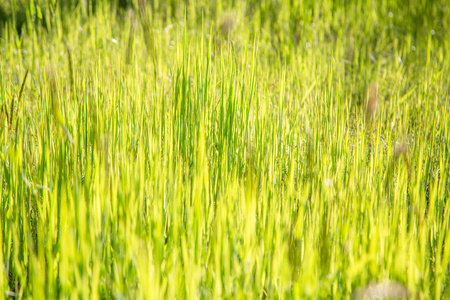 农场 作物 季节 夏天 风景 早晨 草坪 生长 领域 植物