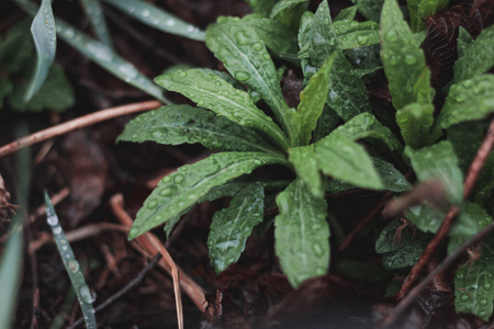 特写镜头 艺术 墙纸 花园 露水 要素 郁郁葱葱 植物区系