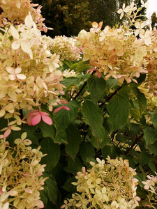 花园 季节 盛开 夏天 美丽的 植物 颜色 春天 灌木 绣球花