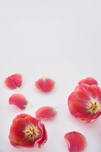 郁金香 粉红色 春天 植物 开花 盛开 花瓣 复制空间 植物区系