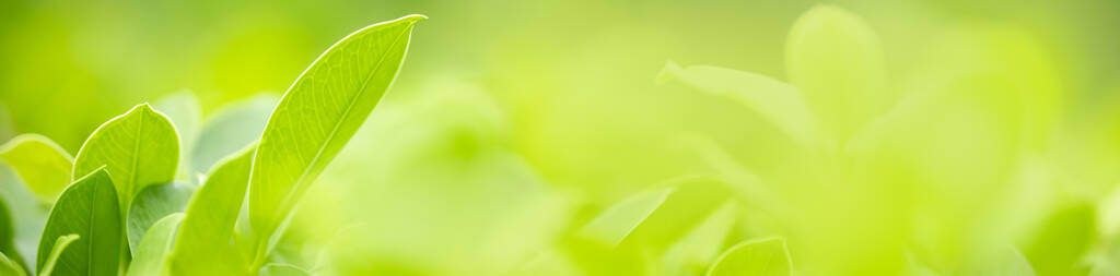 树叶 生态学 花园 阳光 颜色 植物 春天 太阳 生长 花的