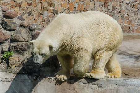 俄罗斯 动物园 水塘 权力 动物群 圣徒 自然 捕食者 毛皮