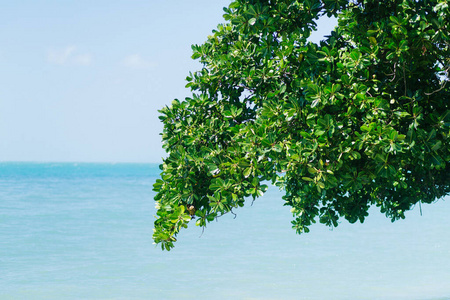 假期 旅游 外部 风景 海景 植物 树叶 岩石 迷人的 棕榈树