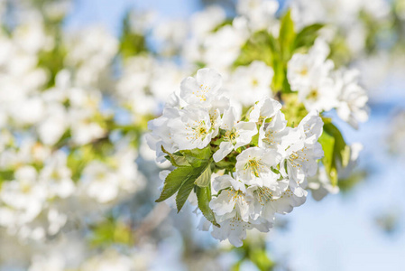 樱桃 特写镜头 夏天 自然 开花 花的 生长 日本 苹果