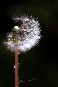 假日 七月 烟花 天空 庆祝 节日 聚会 美丽的 爆炸 新的