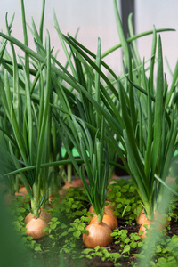 发芽 农场 食物 地球 领域 季节 蔬菜 收获 土地 素食主义者