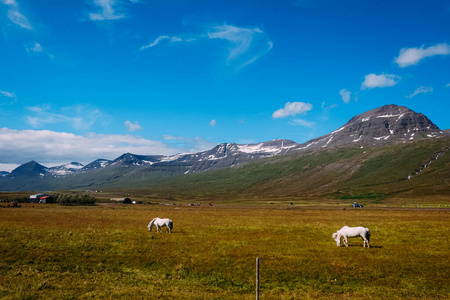 风景 鬃毛 小马 自然 草地 美女 冰岛 夏天 农场 天空