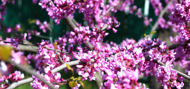 分支 植物区系 花园 墙纸 紫色 乡村 紫罗兰 花瓣 美女