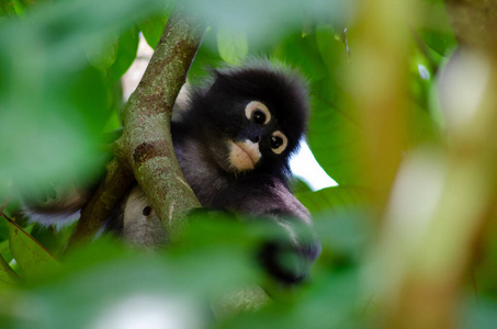 玻璃杯 丛林 特写镜头 叶猴 森林 雨林 猴子 野生动物