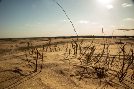 沙漠中的沙波。沙滩上的灌木丛。粘在沙子里。乌克兰哈尔科夫。乌克兰自然。沙漠景观。