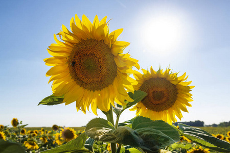 农业 夫妇 生长 作物 草地 夏天 太阳 向日葵 阳光 天空