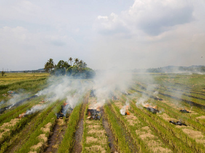 收获 污染 灾难 农民 地球 领域 环境 农场 燃烧 稻谷