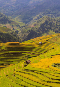 越南 地标 生长 环境 食物 地面 种植园 植物 日元 溪谷