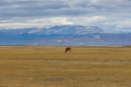夏天 奶牛 自然 乳制品 动物 农业 哺乳动物 风景 孤独的