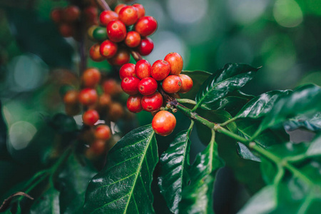 成长 生态学 灌木 饮料 农事 阿拉比卡咖啡 热的