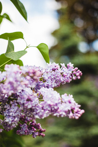 美丽的 春天 植物学 美女 墙纸 特写镜头 花的 分支 紫丁香