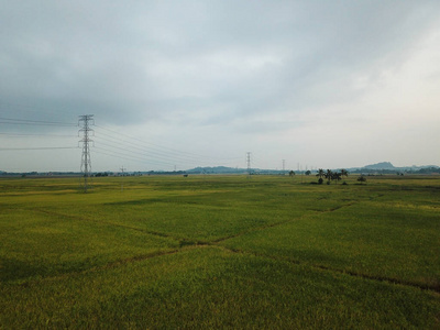 成长 作物 稻谷 大米 乡村 风景 全景图 领域 种植园