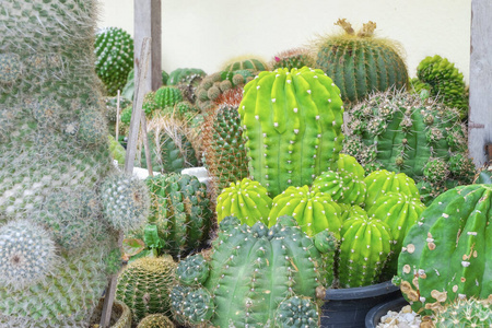 植物 种类 自然 植物学 仙人掌