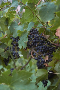 收获 葡萄园 风景 农业 紫色 自然 葡萄 分支 葡萄酒