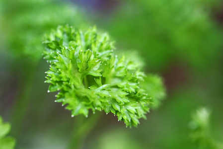 西芹 草本植物 调料品 植物