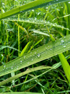 草地 纹理 季节 特写镜头 夏天 生活 花园 艺术 闪耀