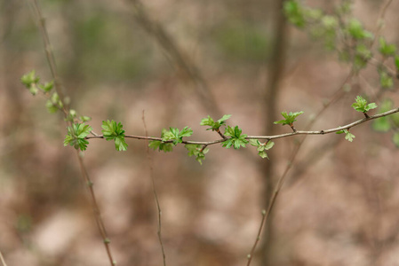 开花 昆虫 花园 自然 季节 新的 夏天 分支 植物 春天