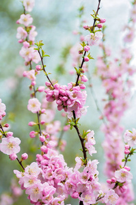 花的 粉红色 模糊 美女 植物 温柔 美丽的 特写镜头 前进