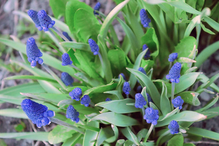 美丽的 特写镜头 美女 花瓣 植物区系 紫色 季节 花园