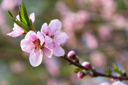 自然 粉红色 春天 植物 农业 特写镜头 细枝