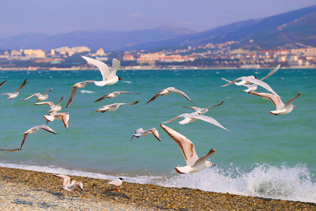 海鸥在黑海海岸拍摄特写照片