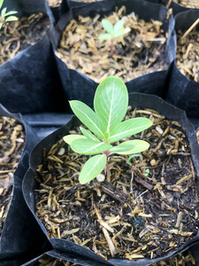 春天 生长 种子 污垢 植物 农业 自然 生态学 环境 培养