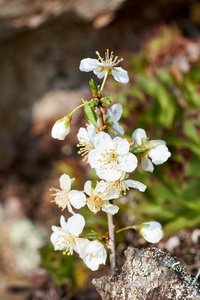 梅树花