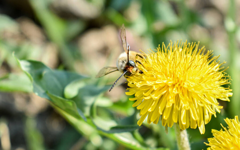 蜜蜂 草地 植物 特写镜头 植物学 嗡嗡声 自然 花蜜 花的
