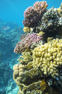 马尔代夫 浅滩 动物群 火珊瑚 风景 水族馆 学校 深的