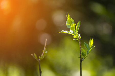 环境 美丽的 植物区系 植物 春天 生活 季节 生长 自然