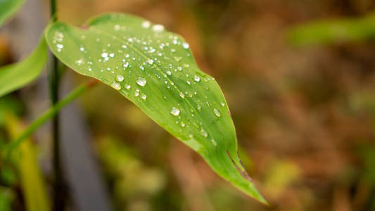 天气 气泡 早晨 特写镜头 凝结 透明的 生物学 季节 花园