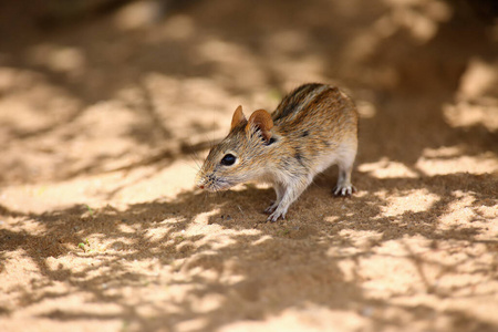 自然 可爱的 卡拉哈里 眼睛 栖息地 生物 鼠标 动物群