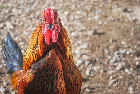 波峰 家禽 羽毛 特写镜头 公鸡 自然 食物 生态学 颜色