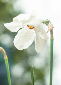 美女 领域 花的 水仙 花束 盛开 美丽的 颜色 树叶 花瓣