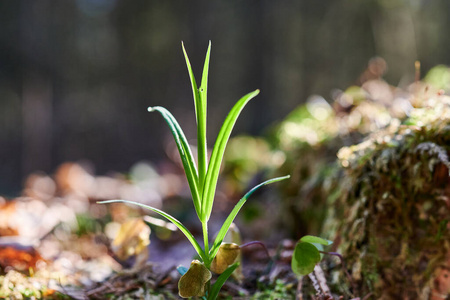 植物学 季节 发芽 幼苗 培养 春天 生长 生活 植物区系