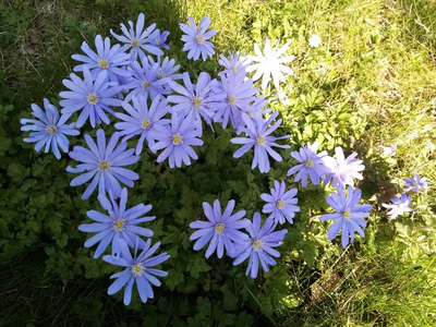 春天 自然 生活 花的