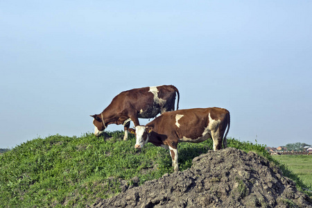 兽群 吃草 旅行 奶牛 农场 旅游业 自然 乳制品 山谷