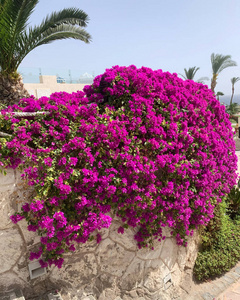 外部 花瓣 植物 三角梅 植物区系 三角梅花 风景 分支