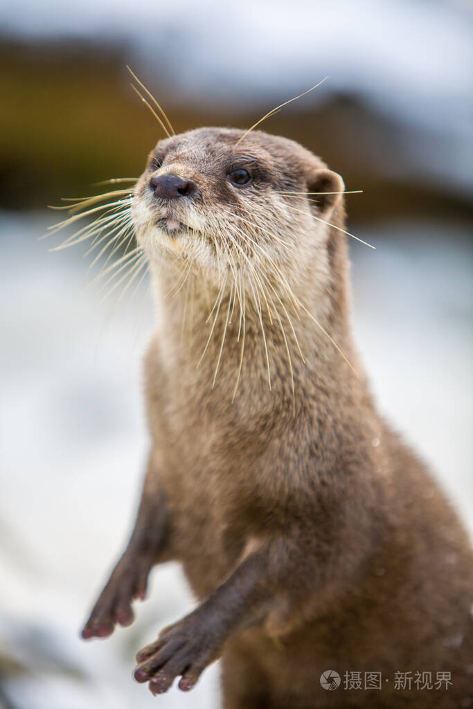雪地里的欧洲水獭照片-正版商用图片2c3juz-摄图新视界